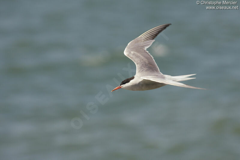 Common Tern