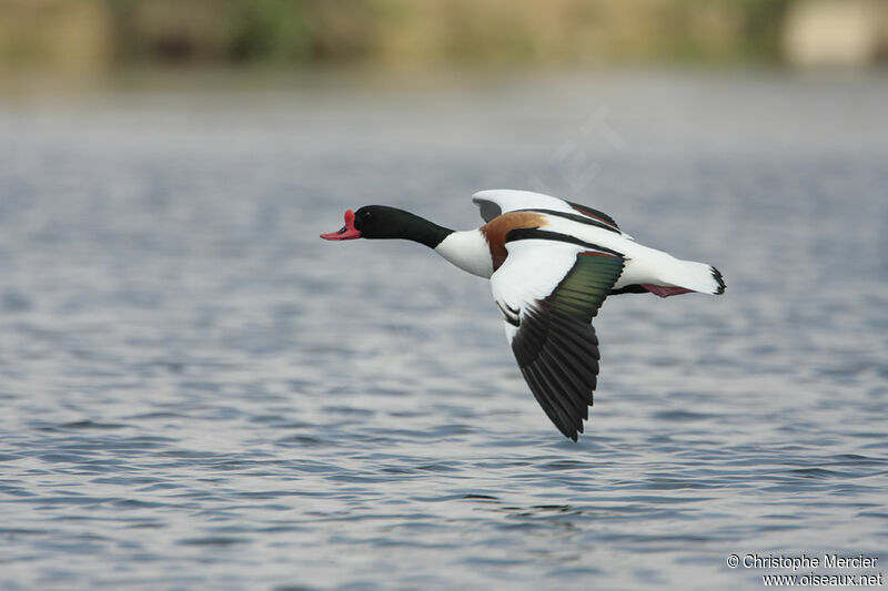 Common Shelduck