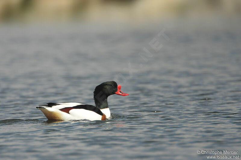 Common Shelduck