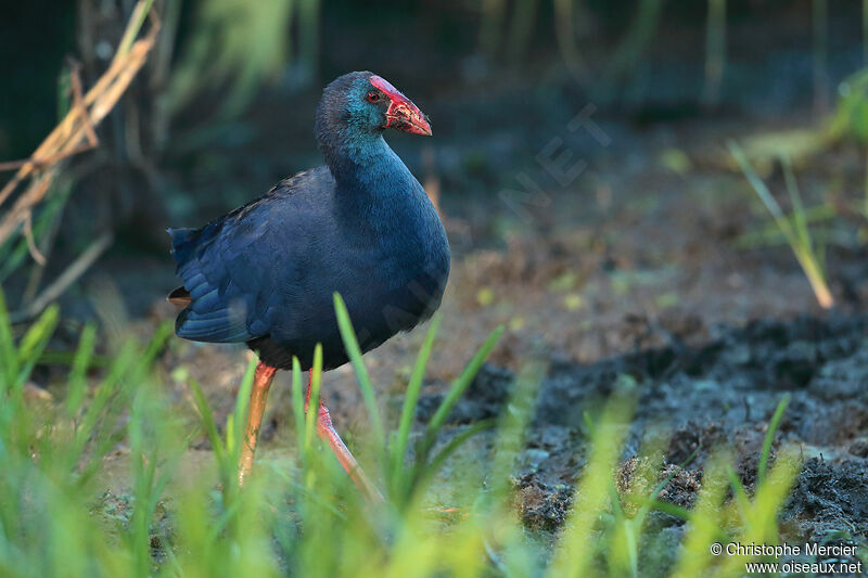 Western Swamphen