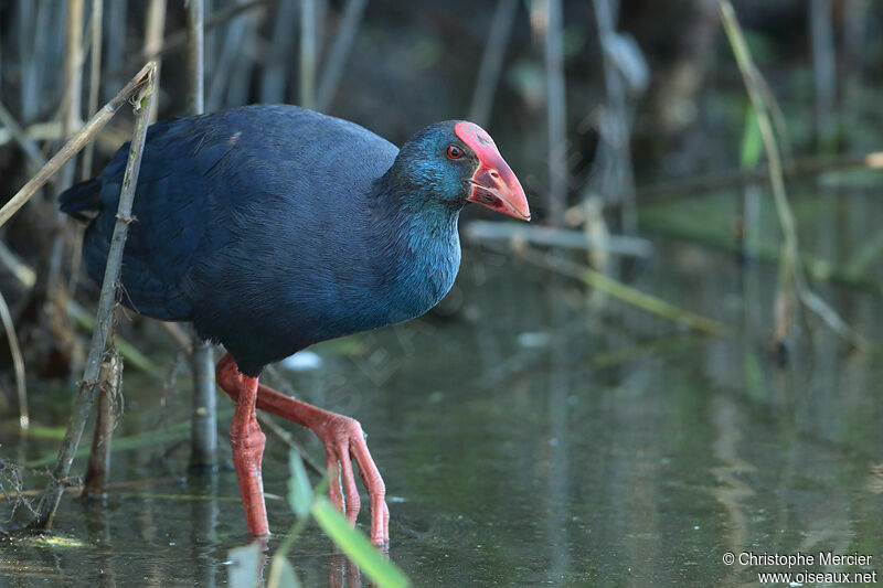 Western Swamphen