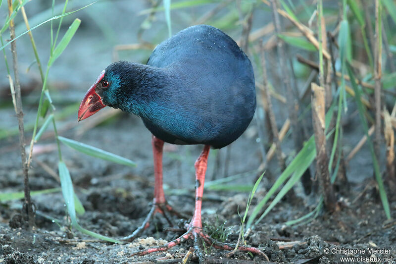 Western Swamphen