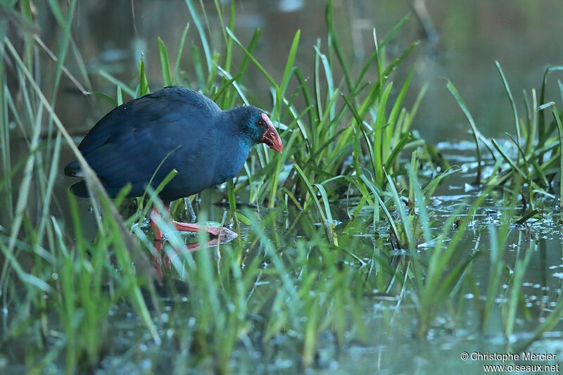 Western Swamphen