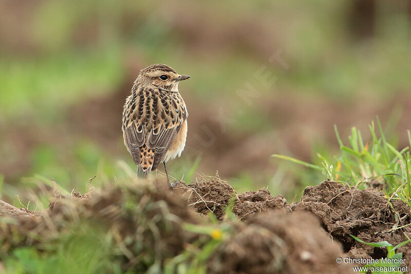 Whinchat