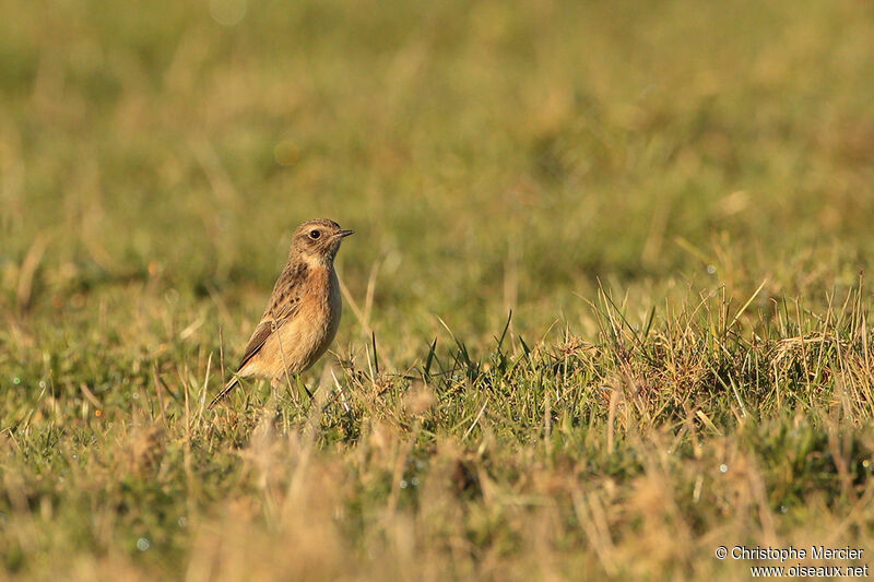 European Stonechat