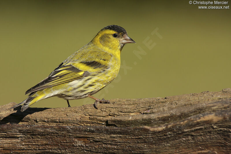 Eurasian Siskin male adult, identification