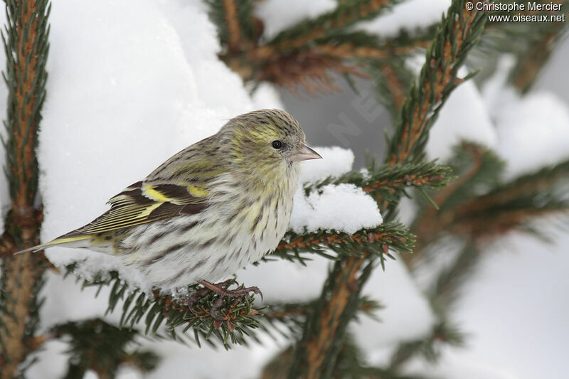 Eurasian Siskin female adult, identification