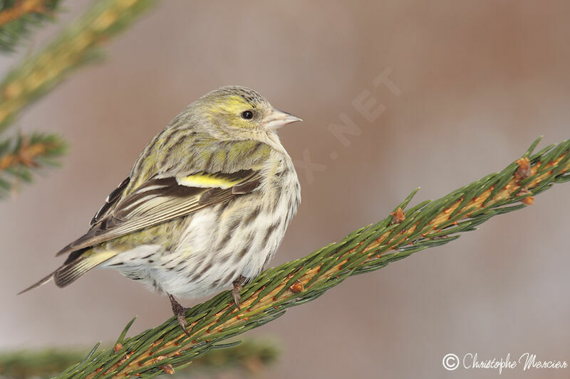 Eurasian Siskin