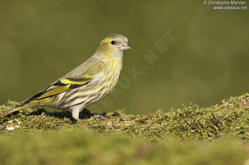 Eurasian Siskin