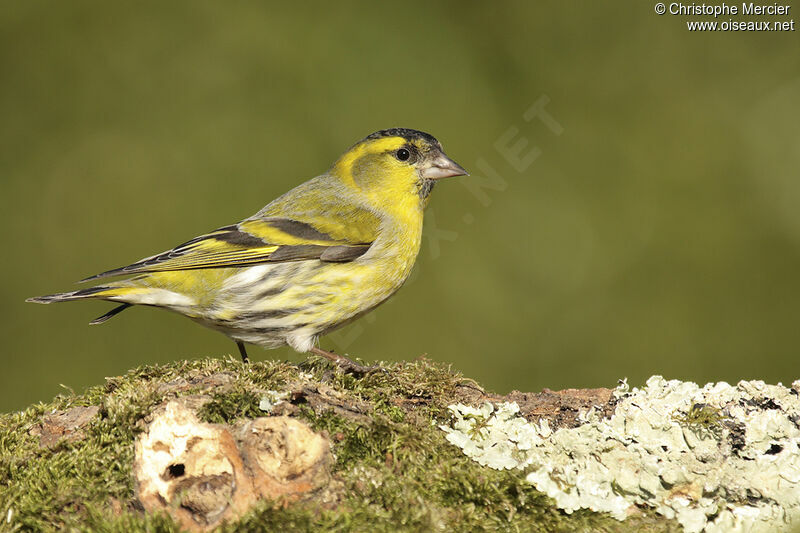 Eurasian Siskin