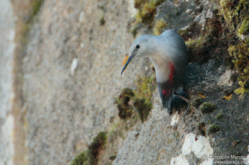 Wallcreeper