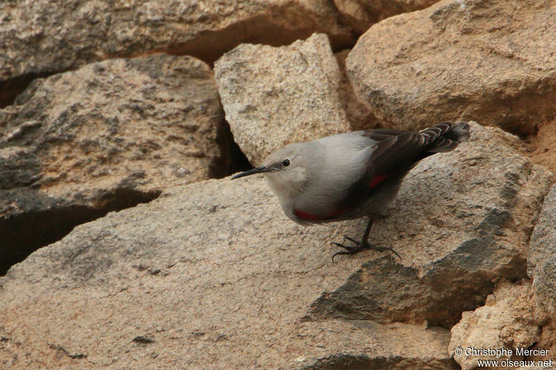 Wallcreeper