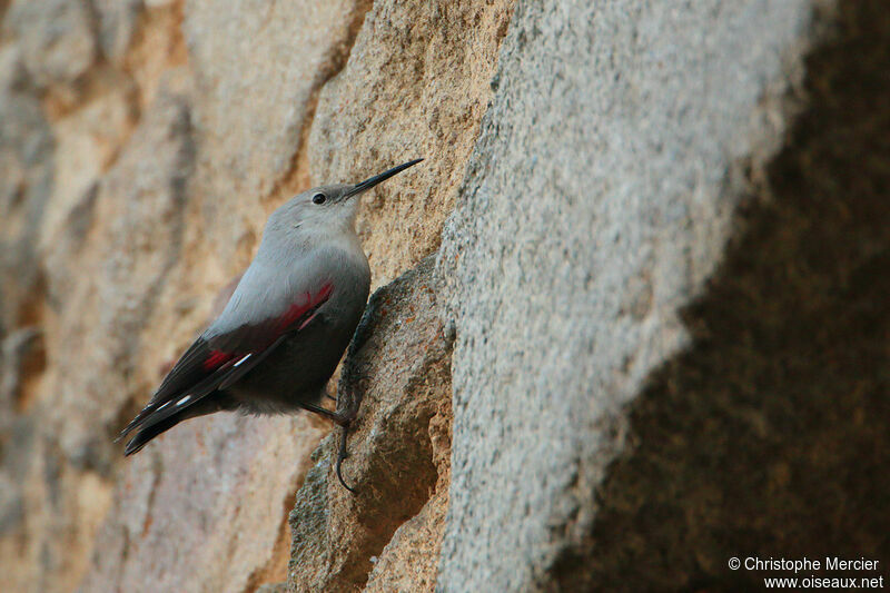 Wallcreeper