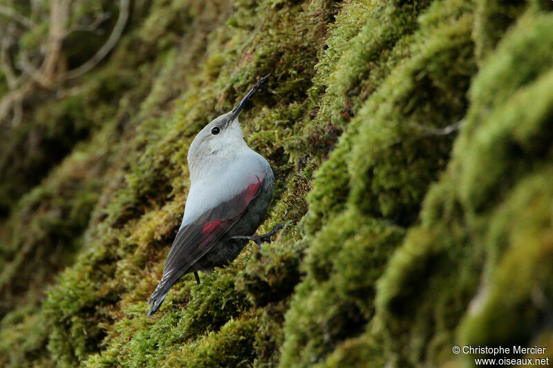 Wallcreeper