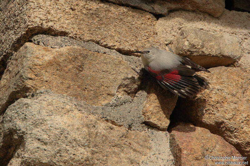 Wallcreeper