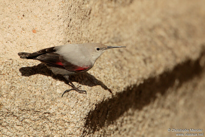 Wallcreeper