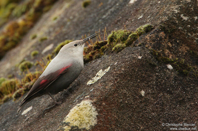 Wallcreeper