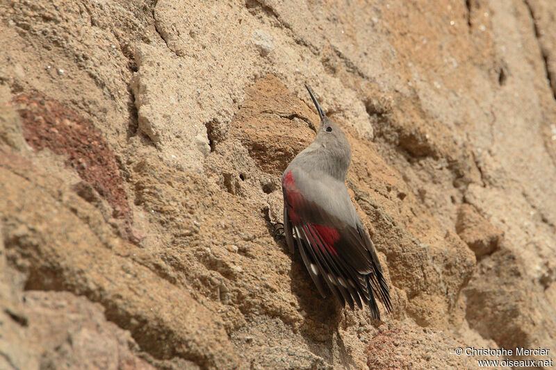 Wallcreeper