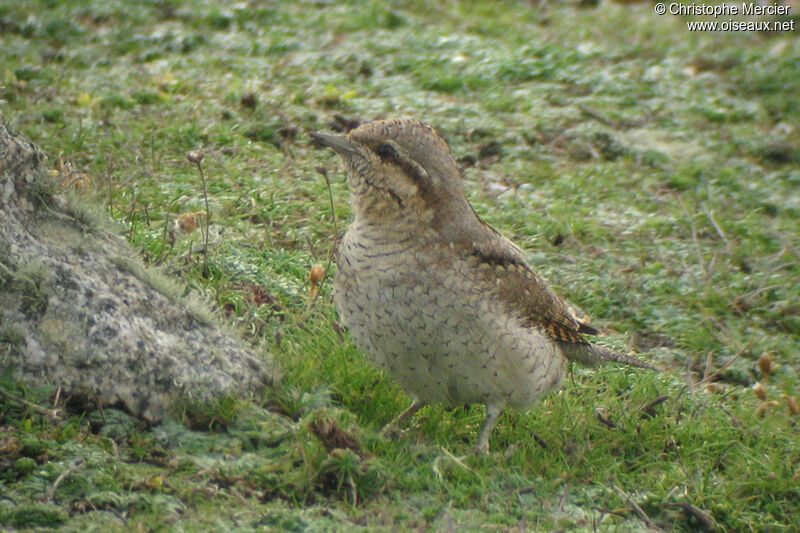 Eurasian Wryneck