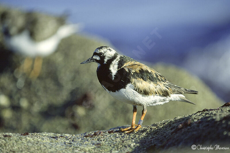 Ruddy Turnstone