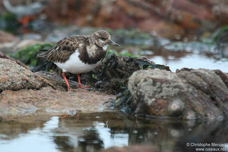 Ruddy Turnstone