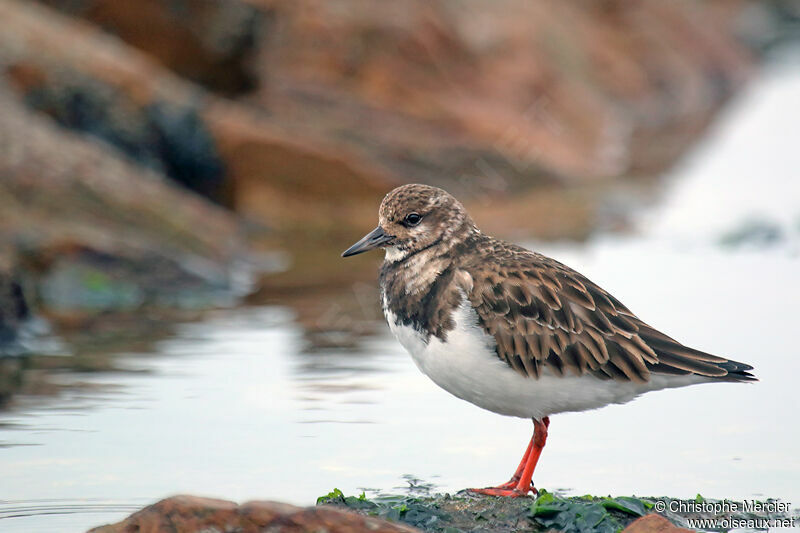 Ruddy Turnstone