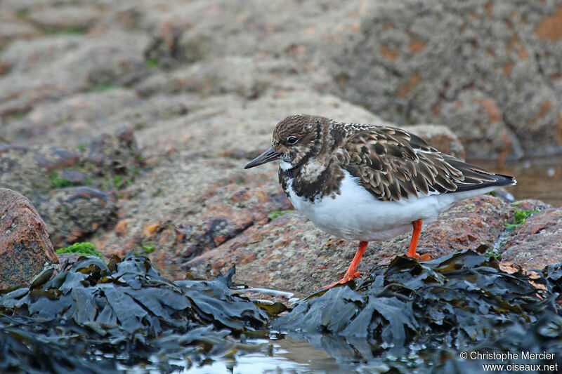 Ruddy Turnstone