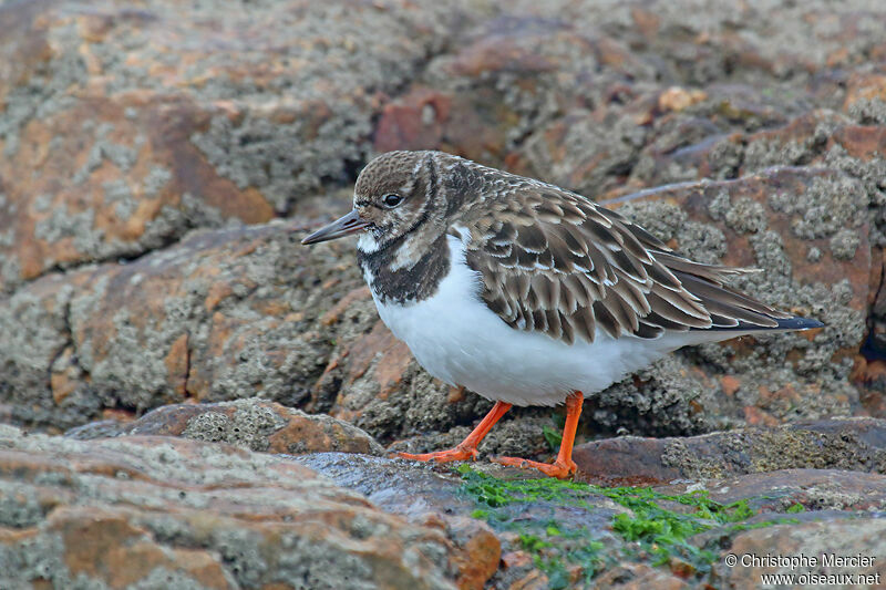 Ruddy Turnstone