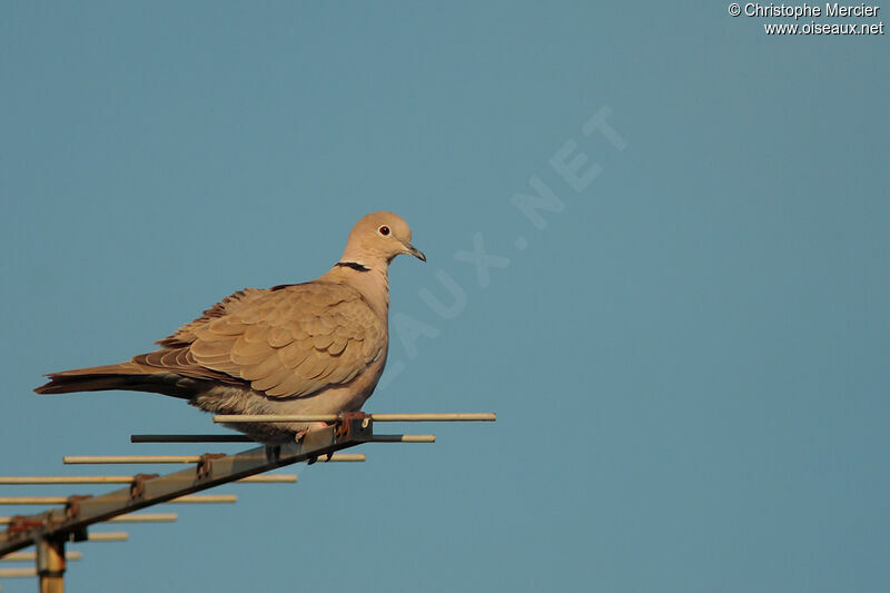 Eurasian Collared Dove