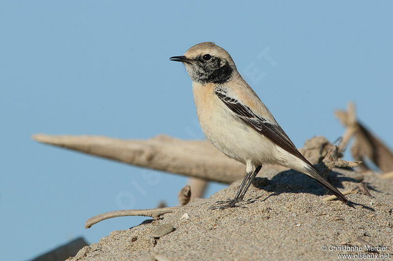 Desert Wheatear