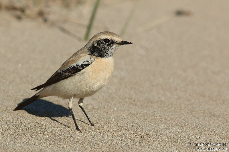 Desert Wheatear