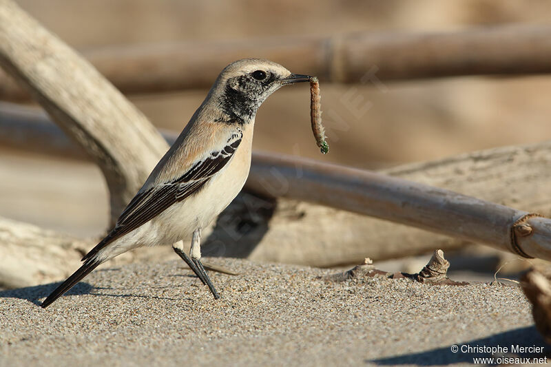 Desert Wheatear