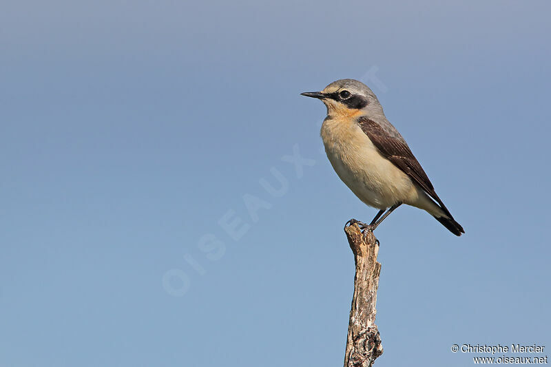 Northern Wheatear