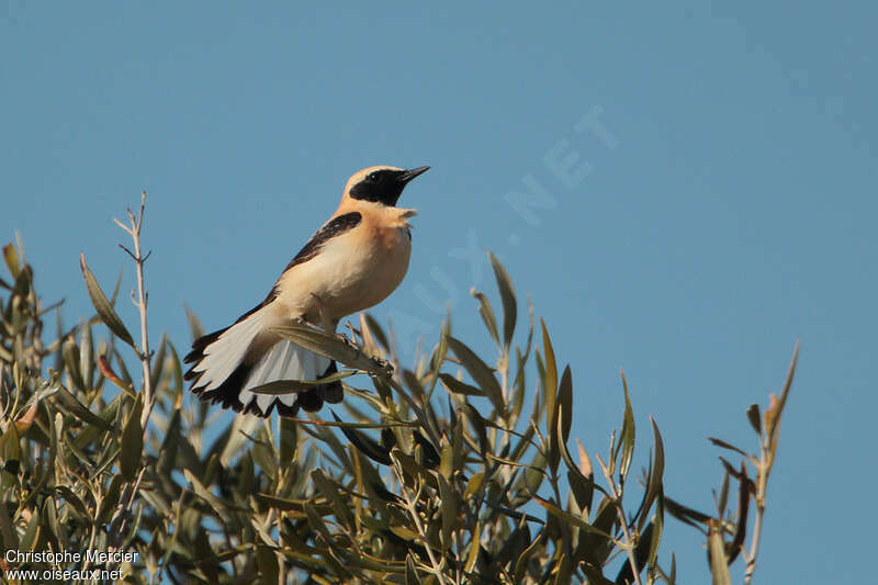 Western Black-eared Wheatear male adult breeding, courting display