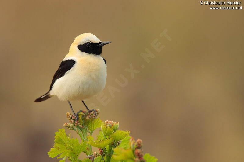 Western Black-eared Wheatear