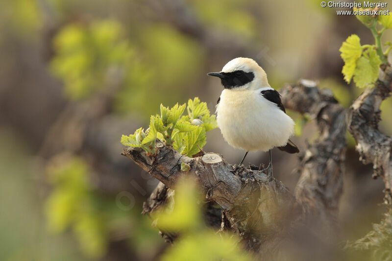 Western Black-eared Wheatear