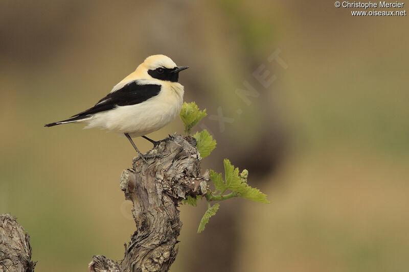 Western Black-eared Wheatear