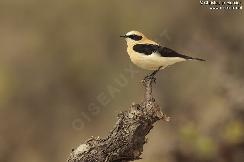 Western Black-eared Wheatear