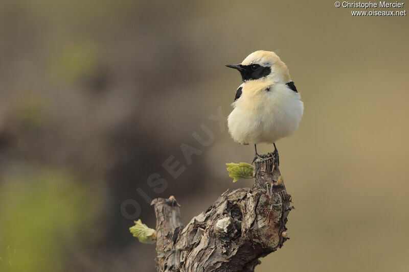 Western Black-eared Wheatear