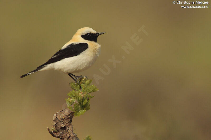 Western Black-eared Wheatear