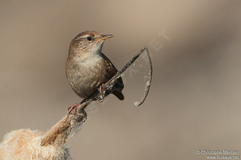 Eurasian Wren