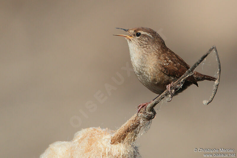 Eurasian Wren