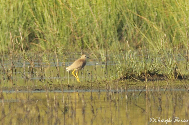 White-tailed Lapwing