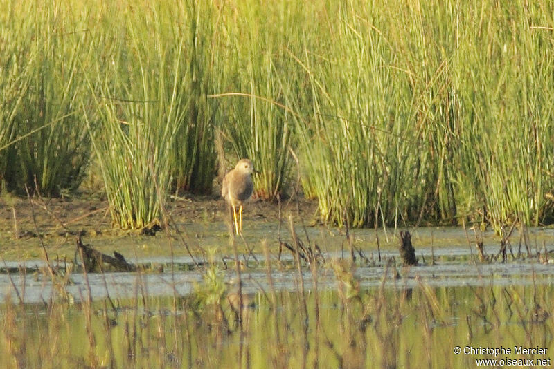 White-tailed Lapwing