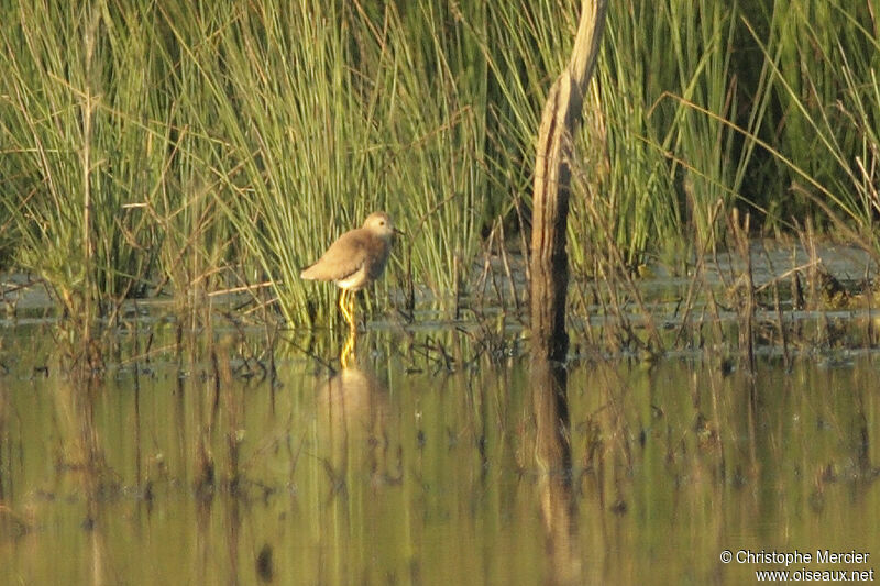 White-tailed Lapwing