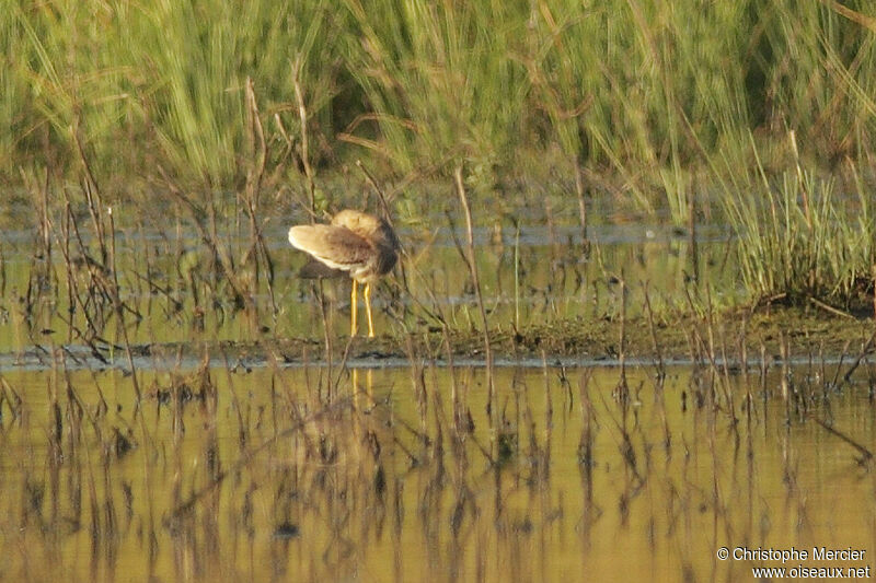 White-tailed Lapwing