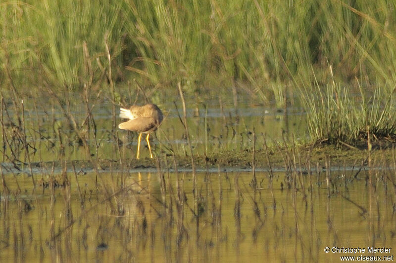 White-tailed Lapwing