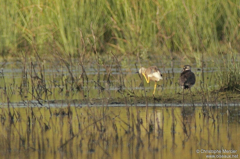 White-tailed Lapwing