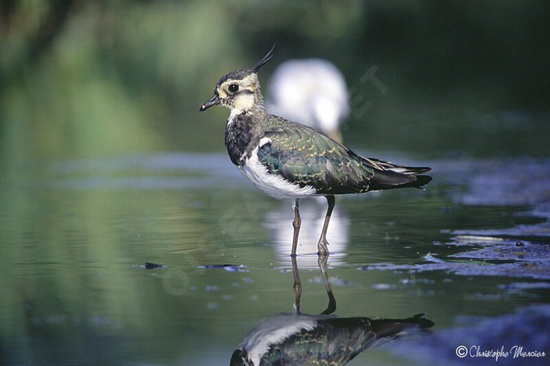 Northern Lapwing