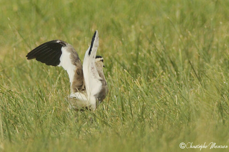 Sociable Lapwing